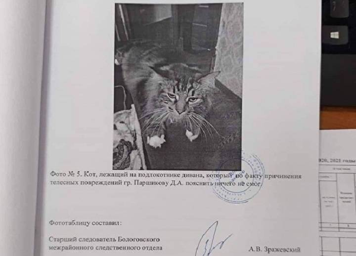 Следователи в Тверской области в рамках уголовного дела опросили кота