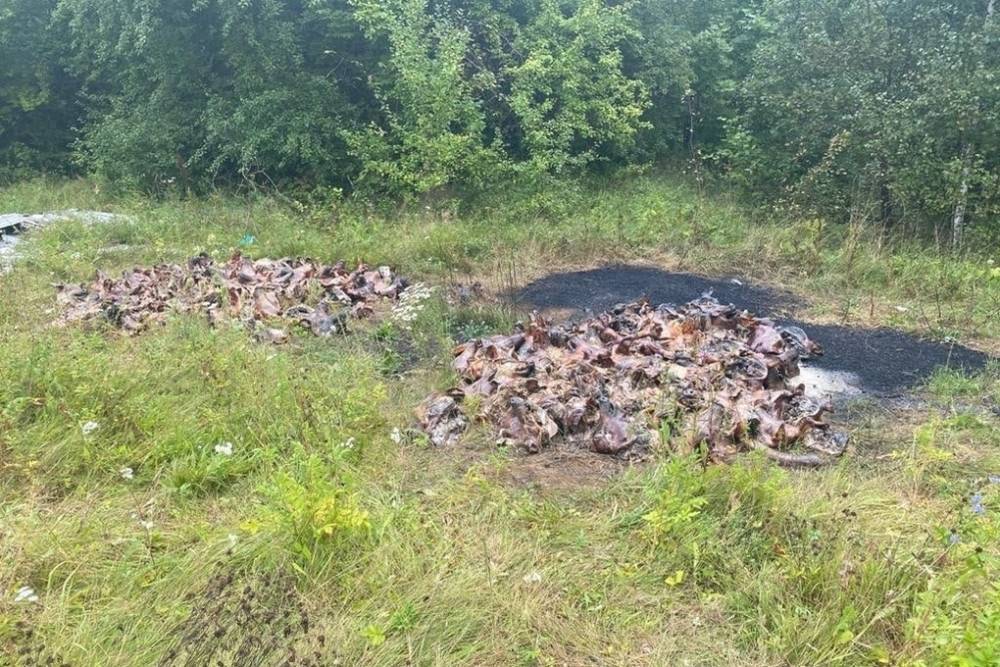 В Дубенском районе обнаружили сотню сожженных свиных голов