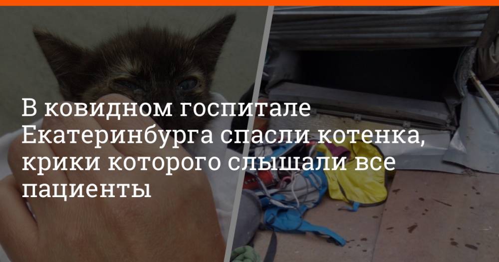 В ковидном госпитале Екатеринбурга спасли котенка, крики которого слышали все пациенты