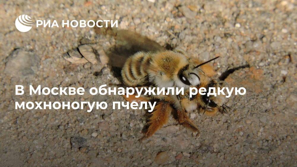Специалисты Мосприроды обнаружили редкую мохноногую пчелу в Кузьминках в Москве