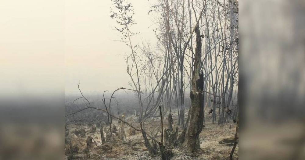 Лесной пожар уничтожил лагерь Авиалесохраны в Якутии