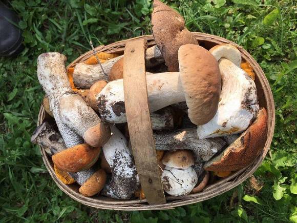 «Конец лета — пик отравлений»: эксперты объяснил, почему нельзя собирать грибы в пакет