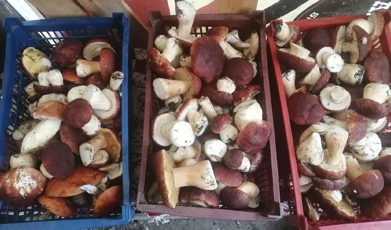 Тюменцы собирают ящики грибов в Ярковском районе