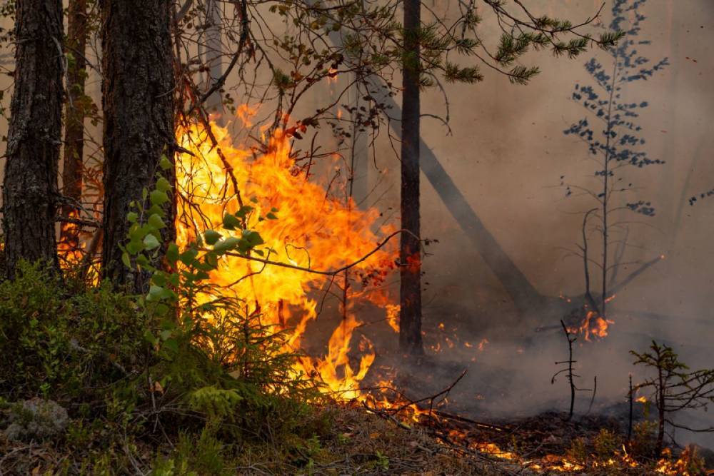 Больше 80% лесных пожаров происходит по вине человека