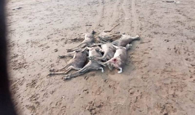 Туши десятков мертвых оленей обнаружили в Красноярском крае
