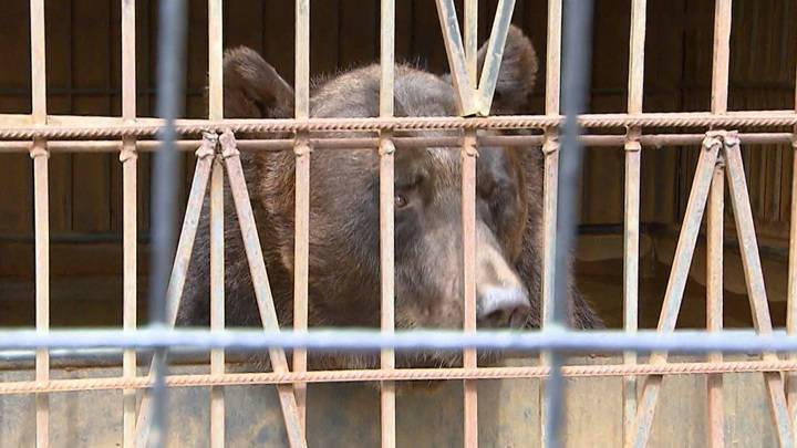 Вести-Москва. Дикие звери в ресторане: медведь и волчица вынуждены выживать в тесных клетках