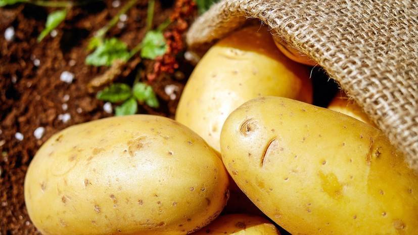 В Роскачестве дали советы по выбору картофеля