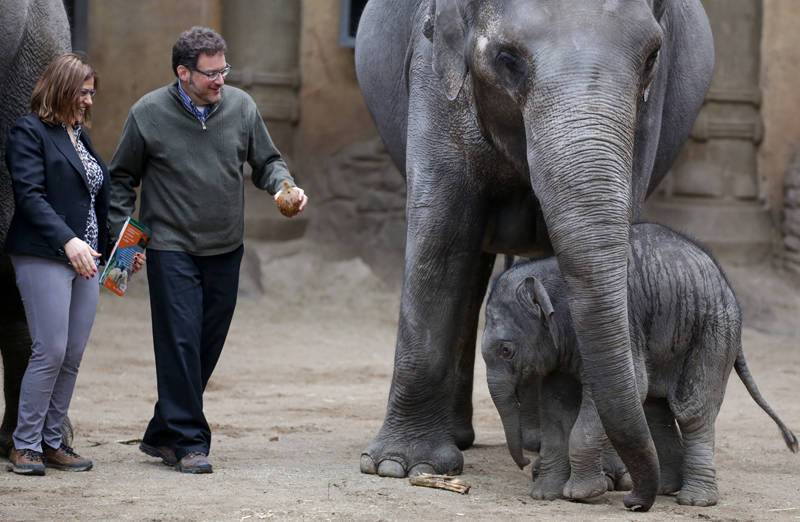 Участники аукциона слонов в Намибии приобрели только треть животных