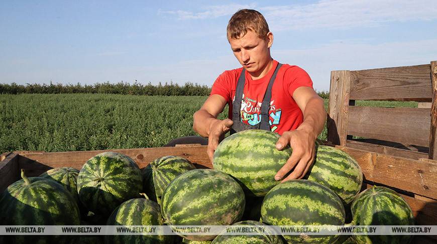РЕПОРТАЖ: Полосатый рейс: как в Кировском районе собирают экологически чистые и ароматные арбузы