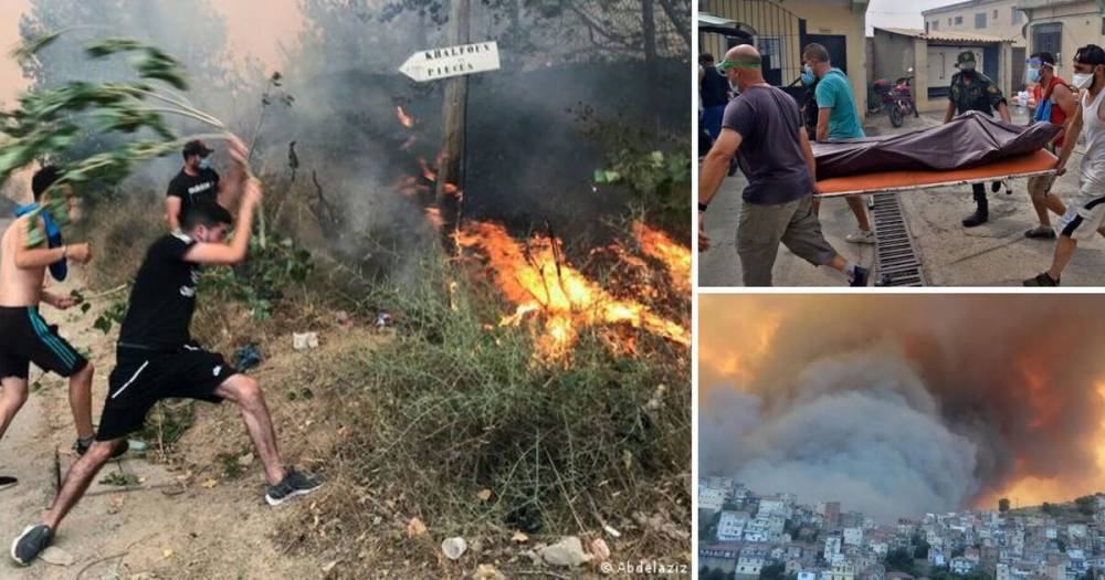 Лесные пожары в Алжире – фото, видео, последние новости – сколько погибших