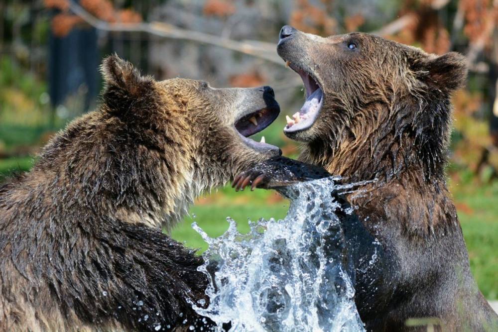В Хабаровском крае застрелили медведя