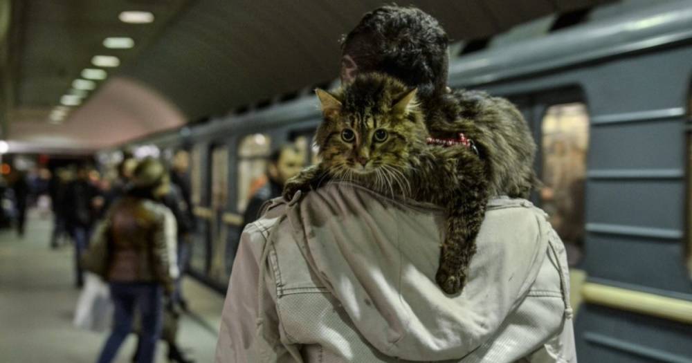 В киевском метро потерялся котенок: спасатели ищут уже несколько дней