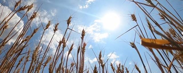 В Башкирии ввели режим ЧС из-за гибели посевов от засухи