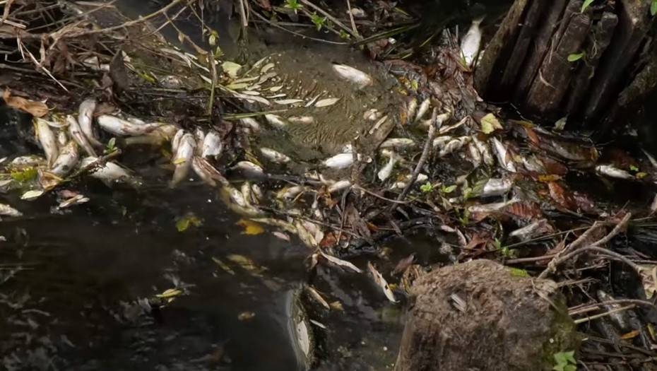 СКР начал проверку по факту массовой гибели рыбы в новгородской реке