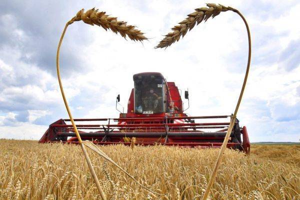Аналитики «утрамбовывают» прогнозы урожая зерновых в России