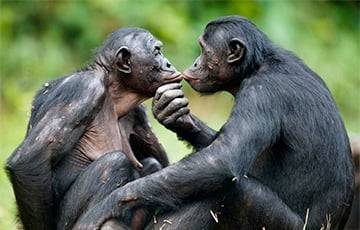 Ученые рассказали, как бонобо и шимпанзе здороваются друг с другом