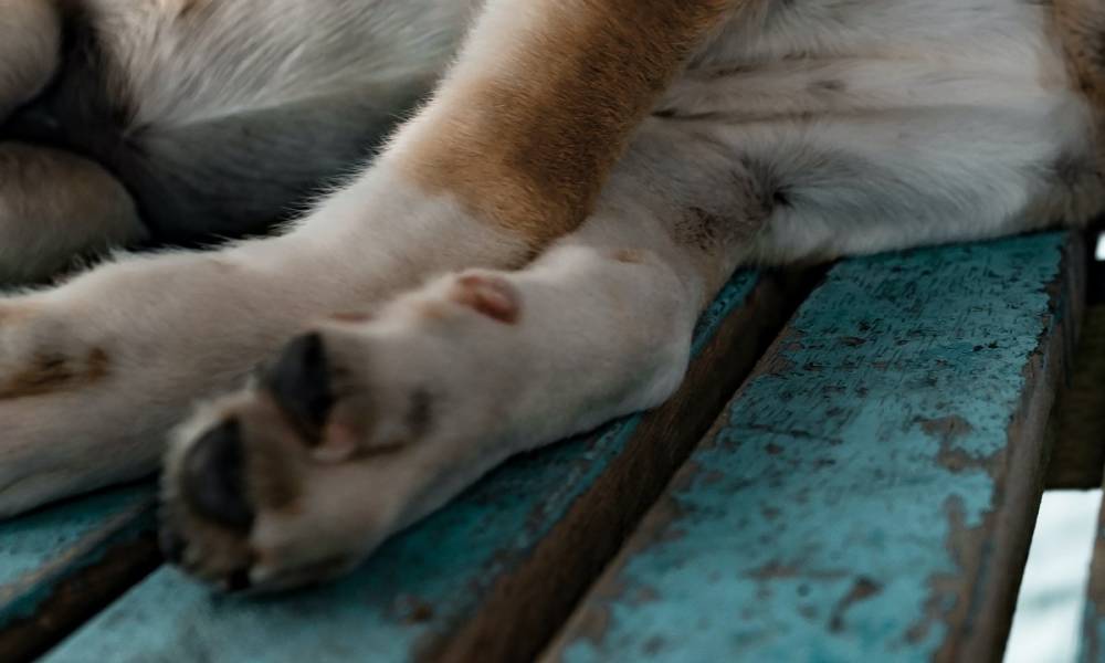 В Петрозаводске нашли два изувеченных трупа собак: полиция не выезжает на вызов