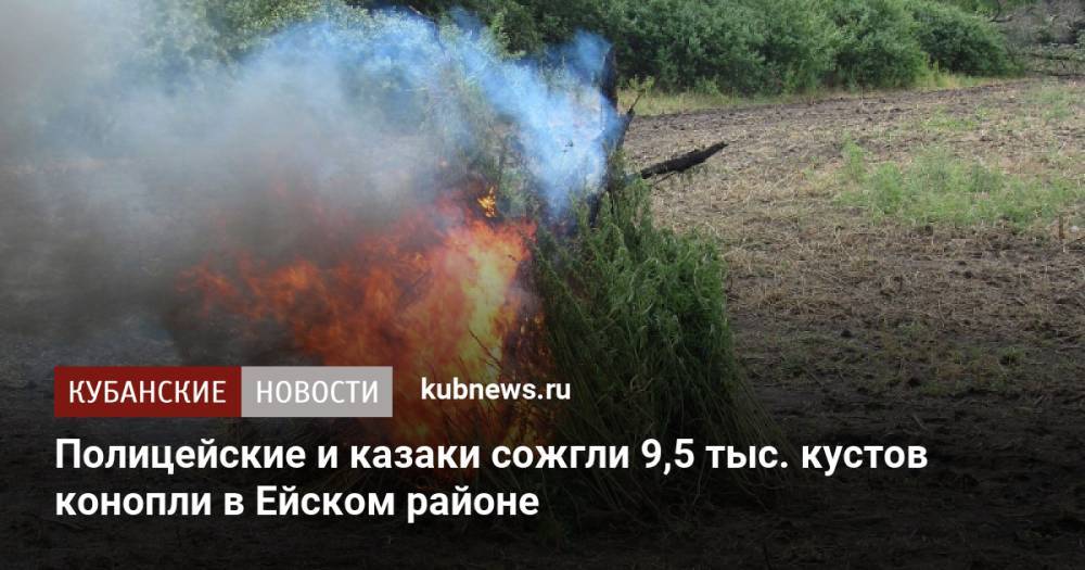 Полицейские и казаки сожгли 9,5 тыс. кустов конопли в Ейском районе