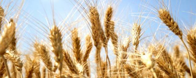 Донские хлеборобы собрали рекордный для региона урожай ранних зерновых