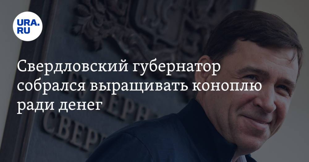 Свердловский губернатор собрался выращивать коноплю ради денег