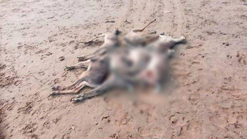 Более тысячи мертвых оленей нашли на берегу реки на Таймыре