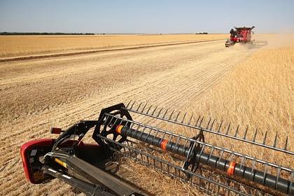 США снизили прогноз сбора пшеницы в России