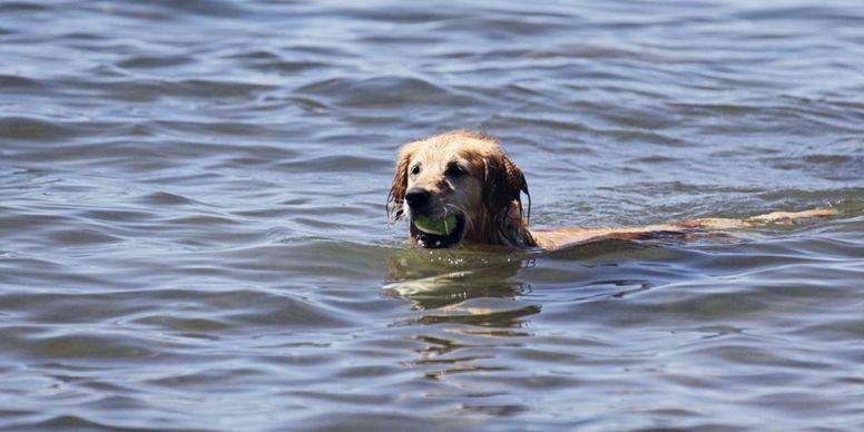 Забавно: во время купания на спине собаки устроился «халявщик»-пассажир