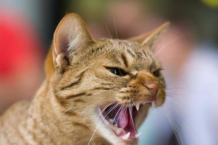 У домашней кошки в Тверской области обнаружили бешенство