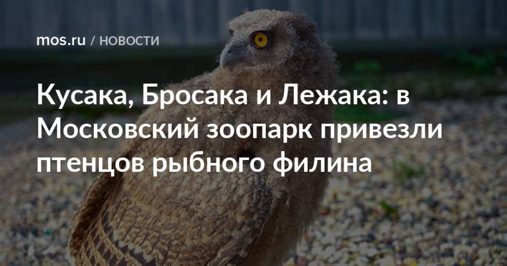 Кусака, Бросака и Лежака: в Московский зоопарк привезли птенцов рыбного филина