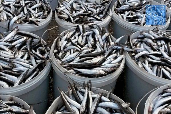 Хозяйство в Дагестане планирует увеличить объемы производства рыбных консервов