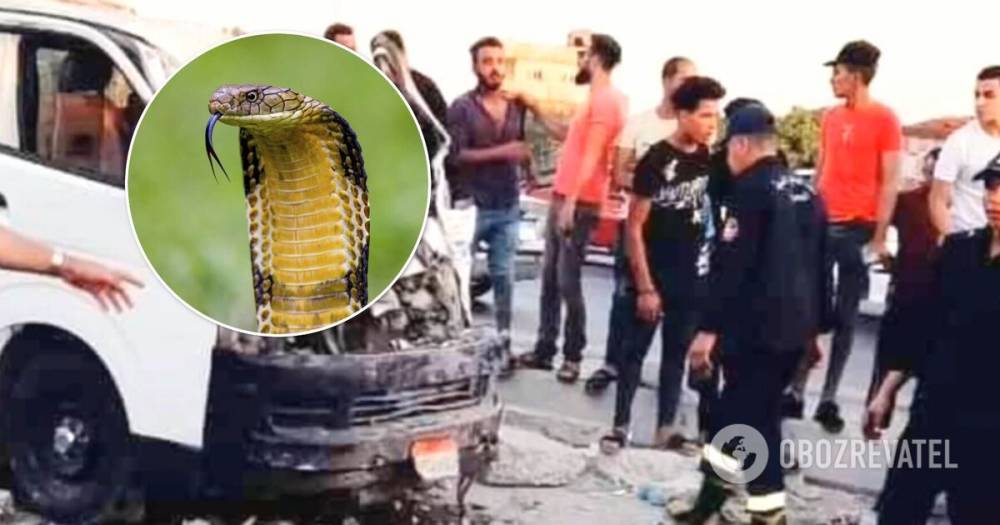 В Египте кобра в микроавтобусе стала причиной смерти пяти человек. Фото
