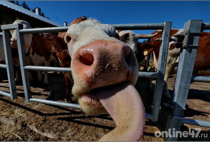 Ленобласть стала лидером по продуктивности молочного скотоводства в стране