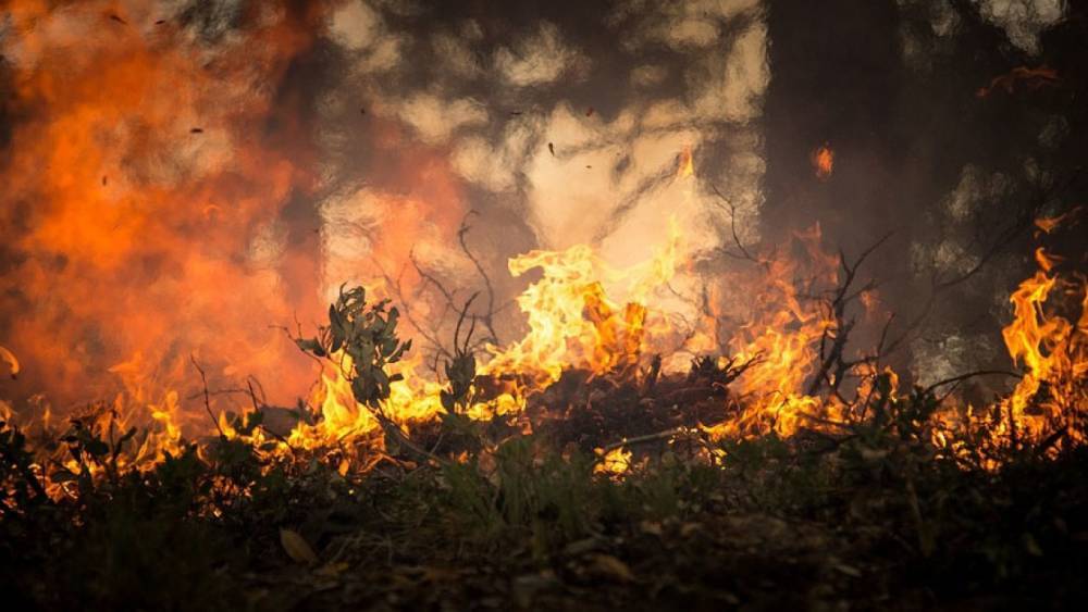 В двух районах Нижегородской области ввели режим ЧС из-за пожаров в Мордовии