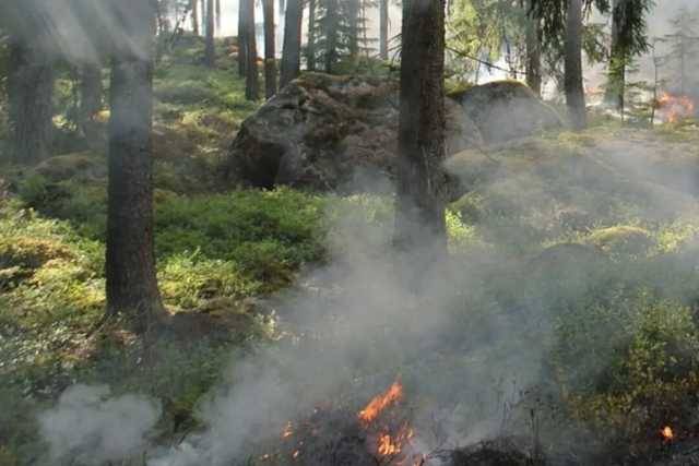 Под Киевом вспыхнул пожар в лесу