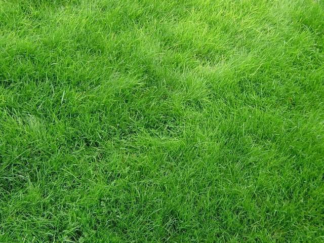 Газонная трава которую не надо стричь
