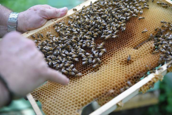 Пчеловод объяснил, почему воск для кожи полезнее меда