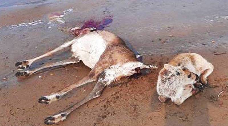 Более тысячи оленей погибли на Таймыре