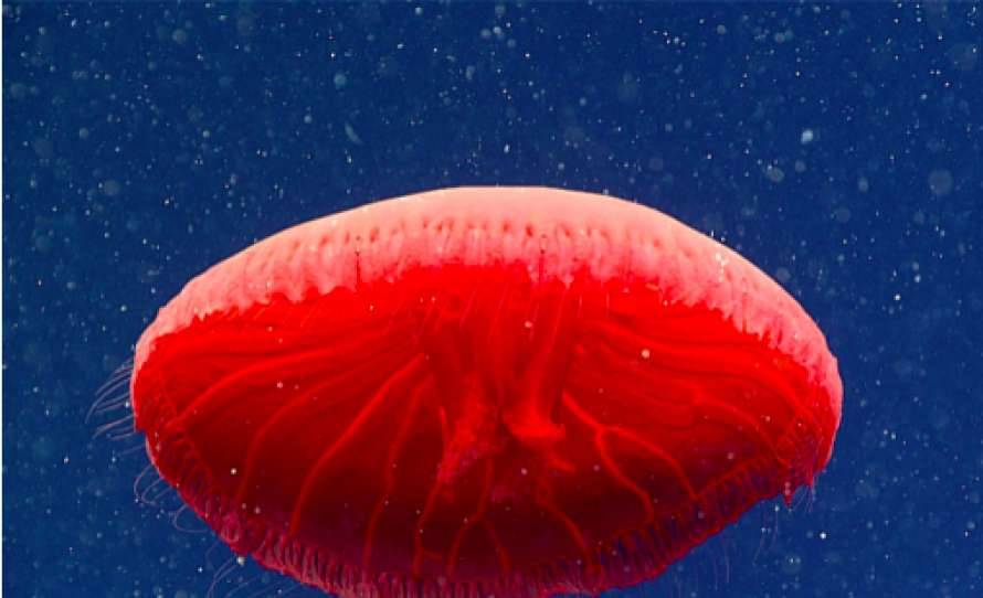 В глубинах Атлантики нашли ранее невиданную красную медузу