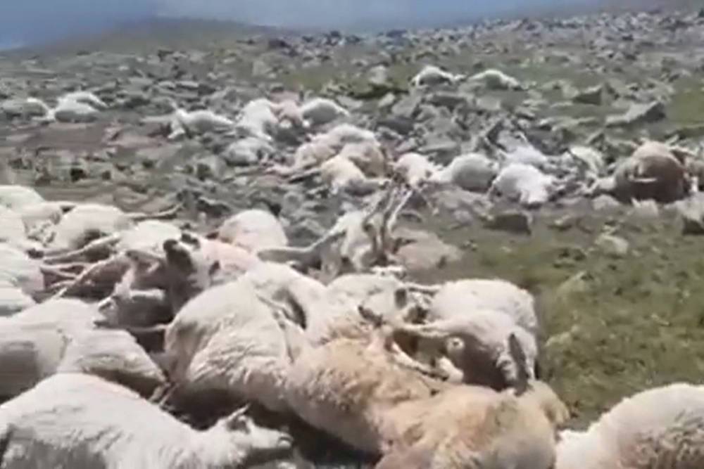 Свыше 500 овец в Грузии погибли из-за удара молнии