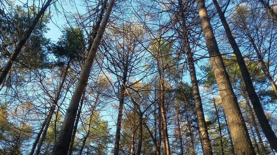 МЧС предупреждает об опасности в лесах Башкирии