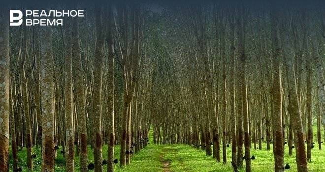 В Татарстане прокуратура выявила факт незаконной рубки деревьев на муниципальной территории