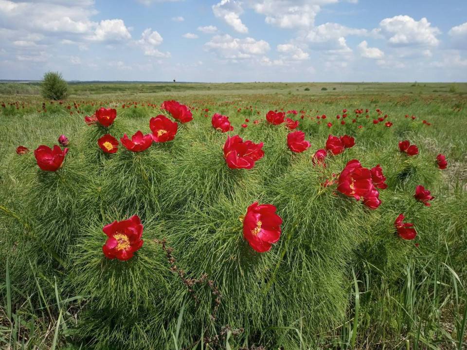 Алчные фермеры незаконно распахали 22 гектара заповедной украинской степи