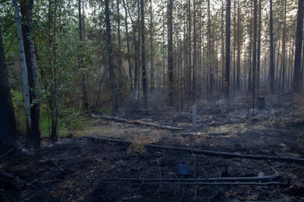 Власти Приморья сообщили о снятии особого противопожарного режима