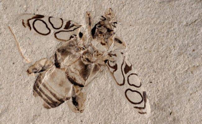 Как вчера умер: в музее США случайно наткнулись на жука, обитавшего 50 млн лет назад