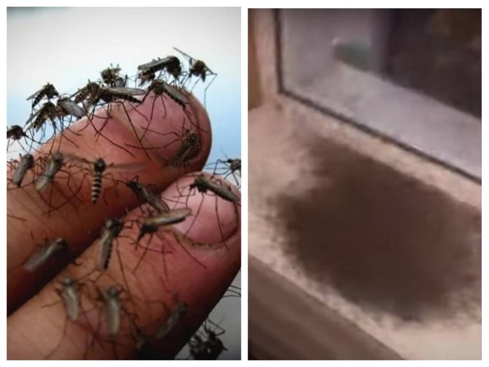 Лежат кучей на подоконнике: полчища комаров атаковали курортную Кирилловку
