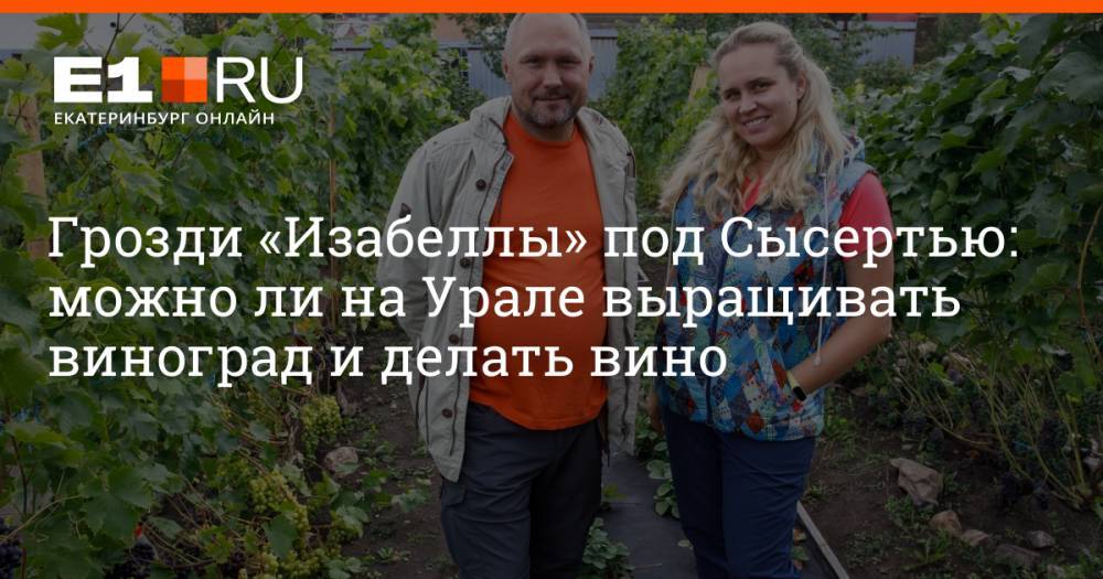 Грозди «Изабеллы» под Сысертью: можно ли на Урале выращивать виноград и делать вино