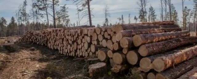 В Красноярском крае незаконно вырубили лес на 3 млн рублей