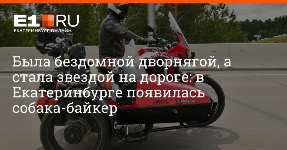 Была бездомной дворнягой, а стала звездой на дороге: в Екатеринбурге появилась собака-байкер