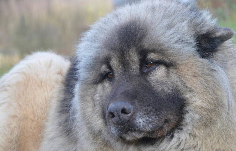 В России хотят обязать хозяев опасных собак покупать страховку