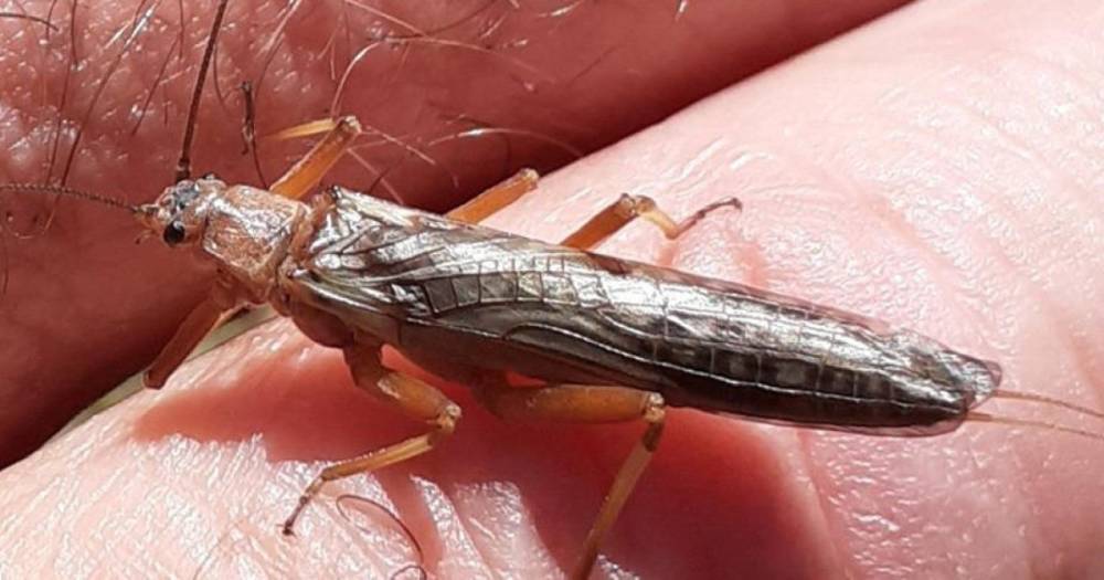 В Новой Зеландии насекомые начали терять свои крылья из-за вырубки лесов, – ученые